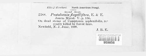 Uniseta flagellifera image